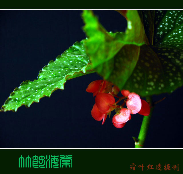  }:Ԓ(chung)쪚˼пg
 ߣ w
 :2007-07-11 10:34:27
c :419